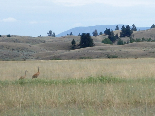 GDMBR: Sandhill Cranes! How unexpected, a mating pair in a field.